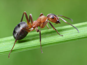 fire ant on leaf